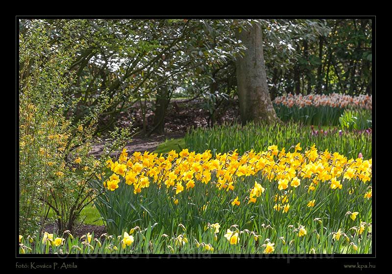 Keukenhof Hollandia 007.jpg